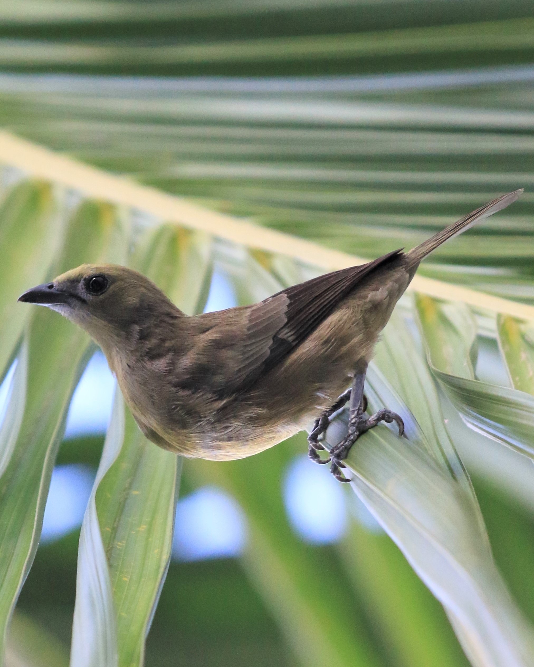 Costa Rica